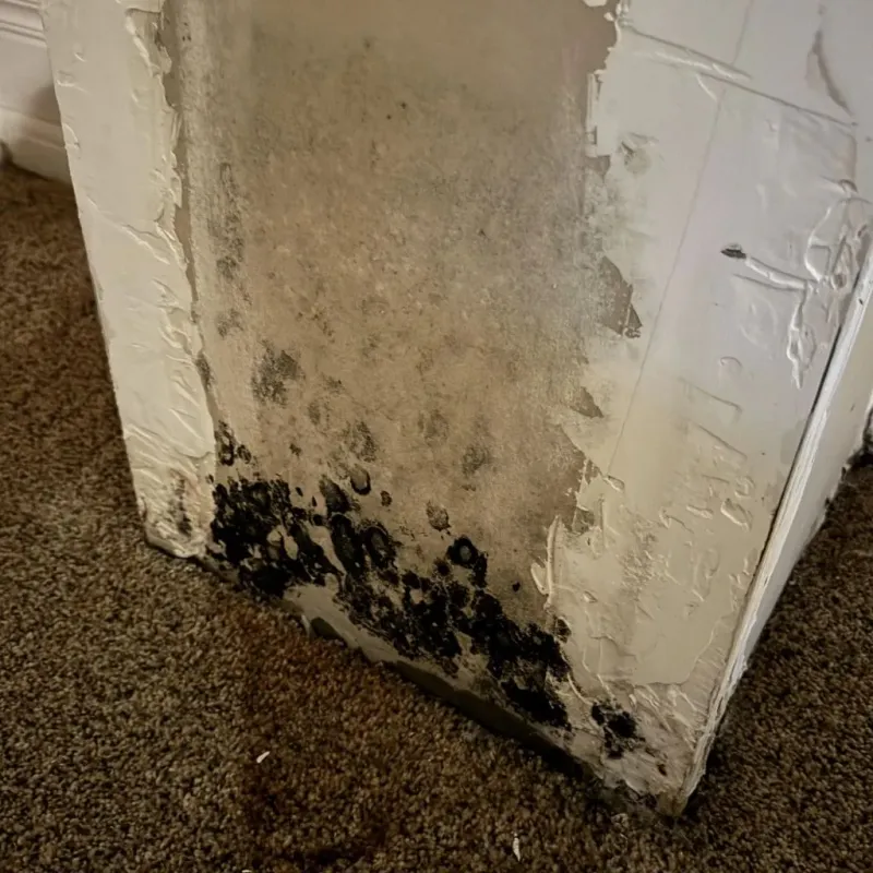 Professional Mold Removal in Kyle, TX
